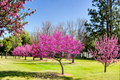 Oklahoma Redbud Tree 4–6 Ft Live Flowering Tree Pink Blossoms Cercis canadensis var. texensis