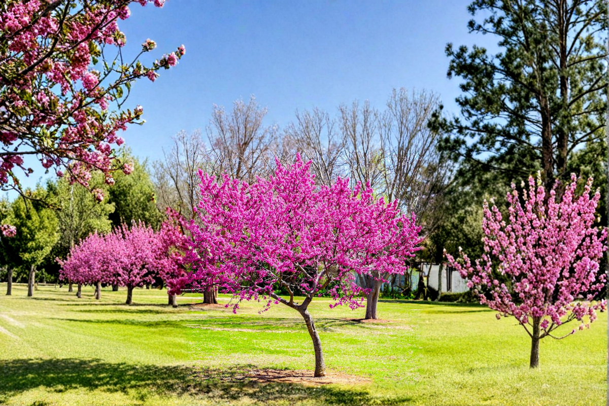 Oklahoma Redbud Tree 4–6 Ft Live Flowering Tree Pink Blossoms Cercis canadensis var. texensis