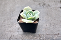Echeveria Lovely Rose Succulent Plant in 2 Inch Pot, Rose-Shaped Rosette, Indoor Decor, Live Succulent, Gift for Collectors