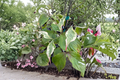 Live Chinese Dogwood Plant – 12 Inch Graft Cornus kousa Flowering Tree with White Pink Blooms
