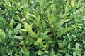 Korean Tea Plant Live Shrub 1-2 Ft Camellia sinensis Evergreen Tea Garden Plant