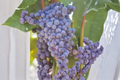 Fredonia Grape Vine Live Plant – 2-Gallon Pot, Vitis labrusca, Climbing Fruit Vine for Garden Trellis and Vineyard