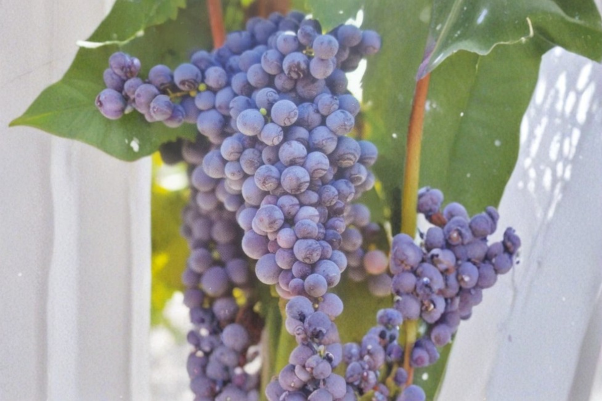 Fredonia Grape Vine Live Plant – 2-Gallon Pot, Vitis labrusca, Climbing Fruit Vine for Garden Trellis and Vineyard