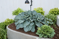 Hosta ‘Above the Clouds’ 3-Inch Pot Blue-Green Foliage Shade Perennial Garden Plant