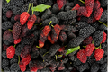 Illinois Everbearing Mulberry Live Plant – Morus alba × rubra Starter Fruit Tree for Edible Gardens