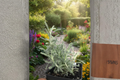 Grey Santolina Live Plant, Perennial, Silver Foliage, Santolina chamaecyparissus