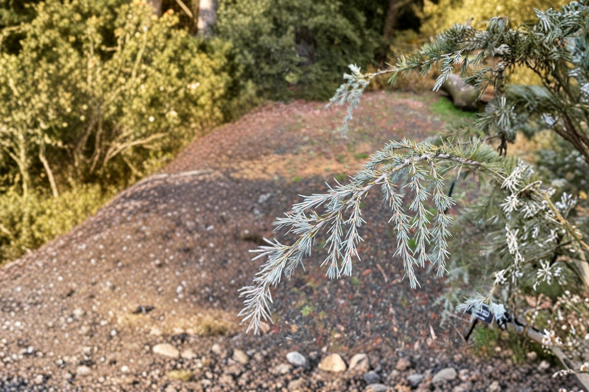 Sander’s Blue Deodar Cedar Live Plant 12 Inch in 1-Gallon Pot Evergreen Conifer Cedrus deodara Blue Foliage