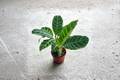 Calathea Zebrina Live Plant 4-Inch Pot, Striped Foliage, Tropical Houseplant, Indoor Prayer Plant, Goeppertia zebrina