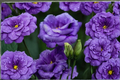 Purple Queen Rose Seeds - 30 Seeds, Rare Purple Flowering Rose, Ornamental Garden Plant, Rosa spp.