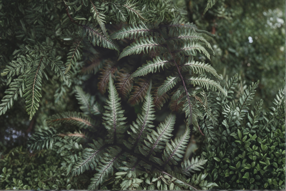 Japanese Painted Fern Live Plants, 3 Rooted Starters in 1 Qt Pots, Athyrium niponicum, Shade Garden Fern