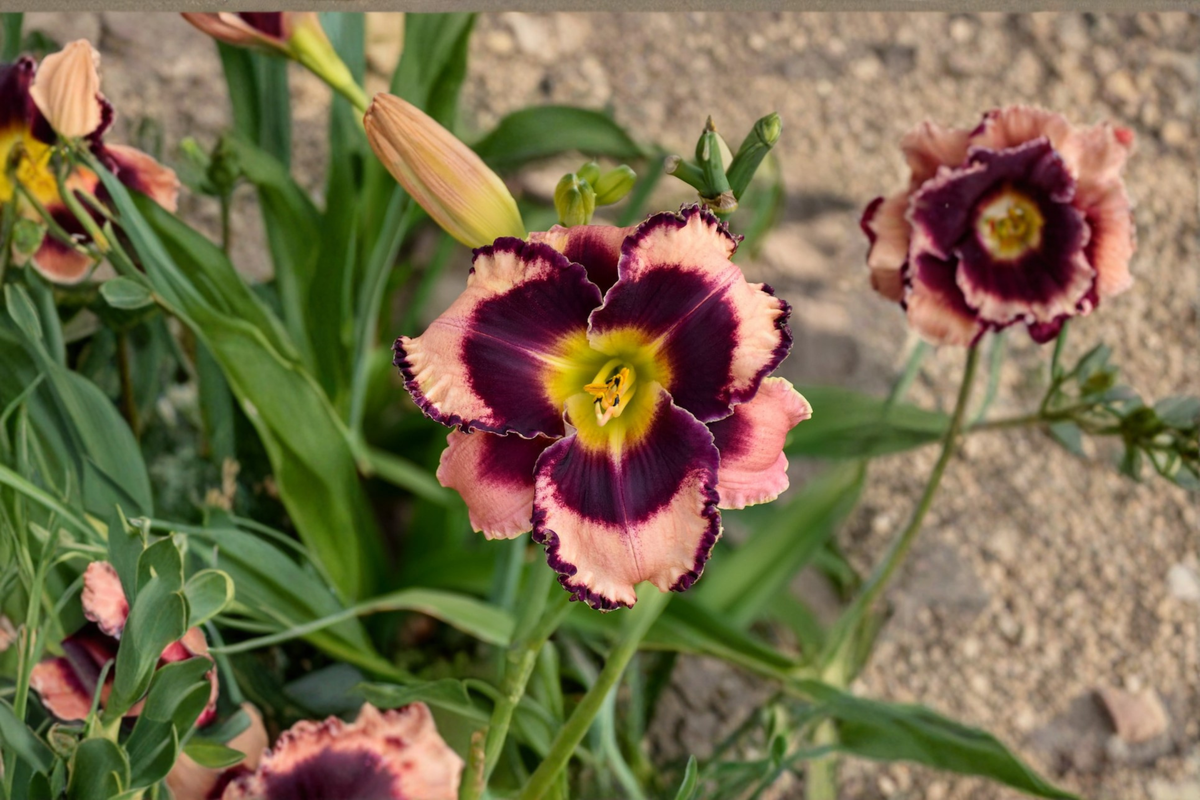 Daylily Bare Root Plants | Pink Flower Perennial | Rock Solid Hemerocallis | Easy Care Garden Border Plants