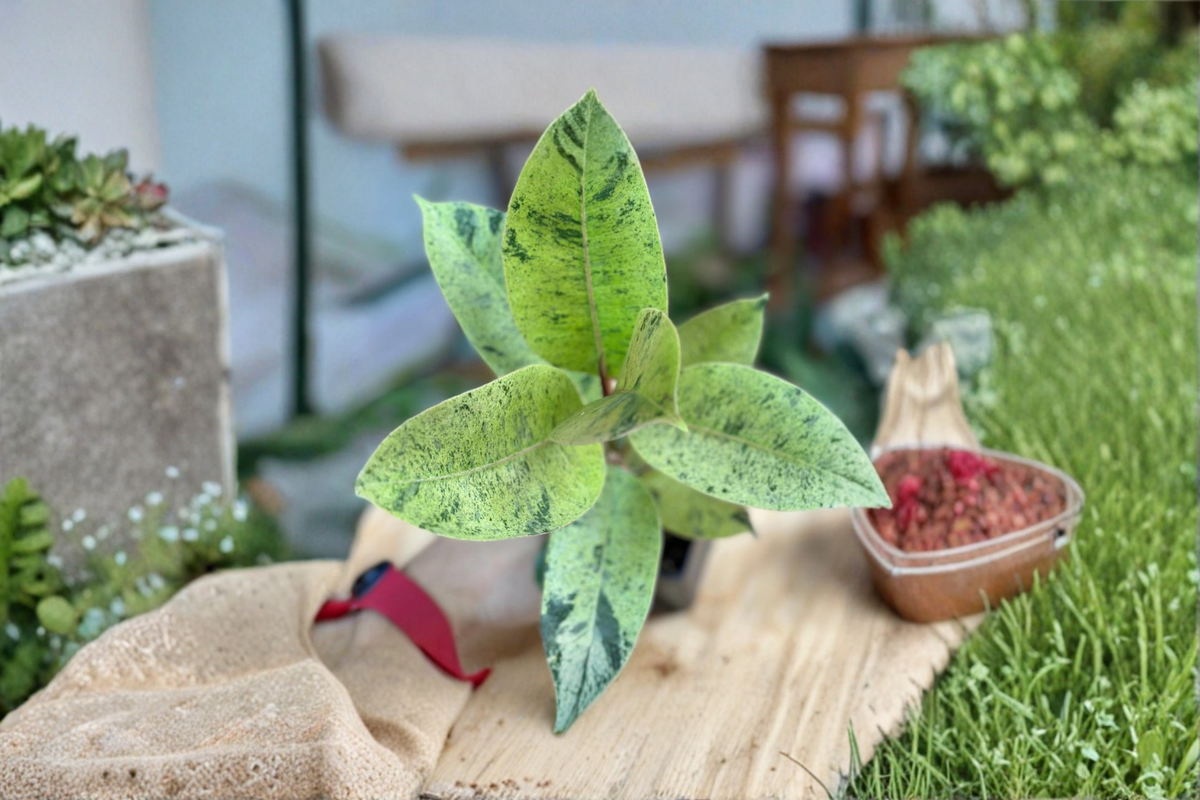 Ficus Shivereana Moonshine Live Plant - Variegated Rubber Plant, Indoor Houseplant, Starter Plant, Tropical Foliage