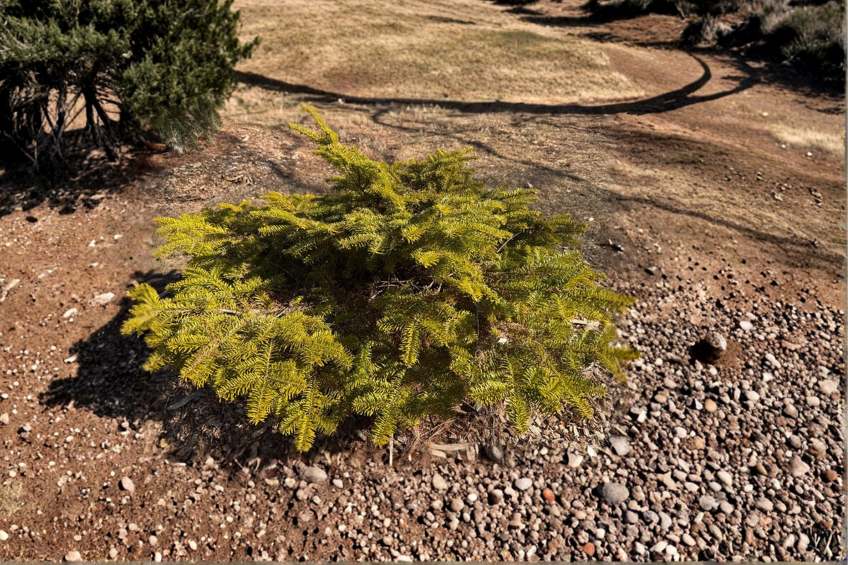 Golden Spreader Nordmann Fir Live Plant – 10 Inch Dwarf Evergreen Conifer with Golden Foliage