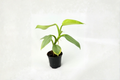 Philodendron Silver Sword Live Plant, 3-4 Inch Pot, Silver Green Foliage, Tropical Houseplant, Philodendron hastatum