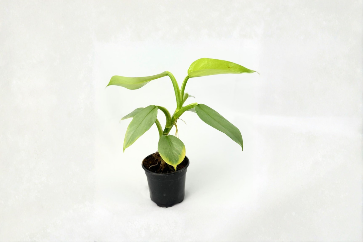 Philodendron Silver Sword Live Plant, 3-4 Inch Pot, Silver Green Foliage, Tropical Houseplant, Philodendron hastatum