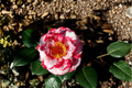 Camellia japonica ‘Terry Giley’ Live Plant – 3 Gallon Pot, Pink Double Flowers, Evergreen Shrub for Garden Landscape