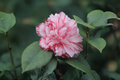 Daikagura Camellia Japonica Live Starter Plant in 4L Pot - Evergreen Flowering Shrub with Large Blooms