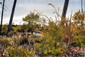 Zebrina Extra Gold Arborvitae Live Plant 4 Inch Pot, Thuja plicata ‘Zebrina Extra Gold’, Evergreen Conifer, Golden Variegated Foliage