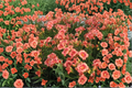 Daylily ‘Strawberry Candy’ Bare Root Plants – Pink Red Reblooming Hemerocallis for Summer Garden Flowers