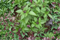 Thai Basil Live Plants 2 Rooted Herb Plants, Ocimum basilicum thyrsiflora, GMO Free, Starter Plants, Without Pot