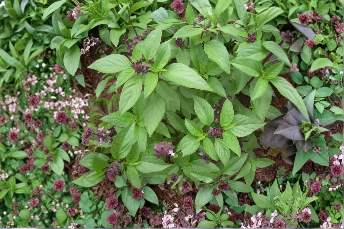 Thai Basil Live Plants 2 Rooted Herb Plants, Ocimum basilicum thyrsiflora, GMO Free, Starter Plants, Without Pot
