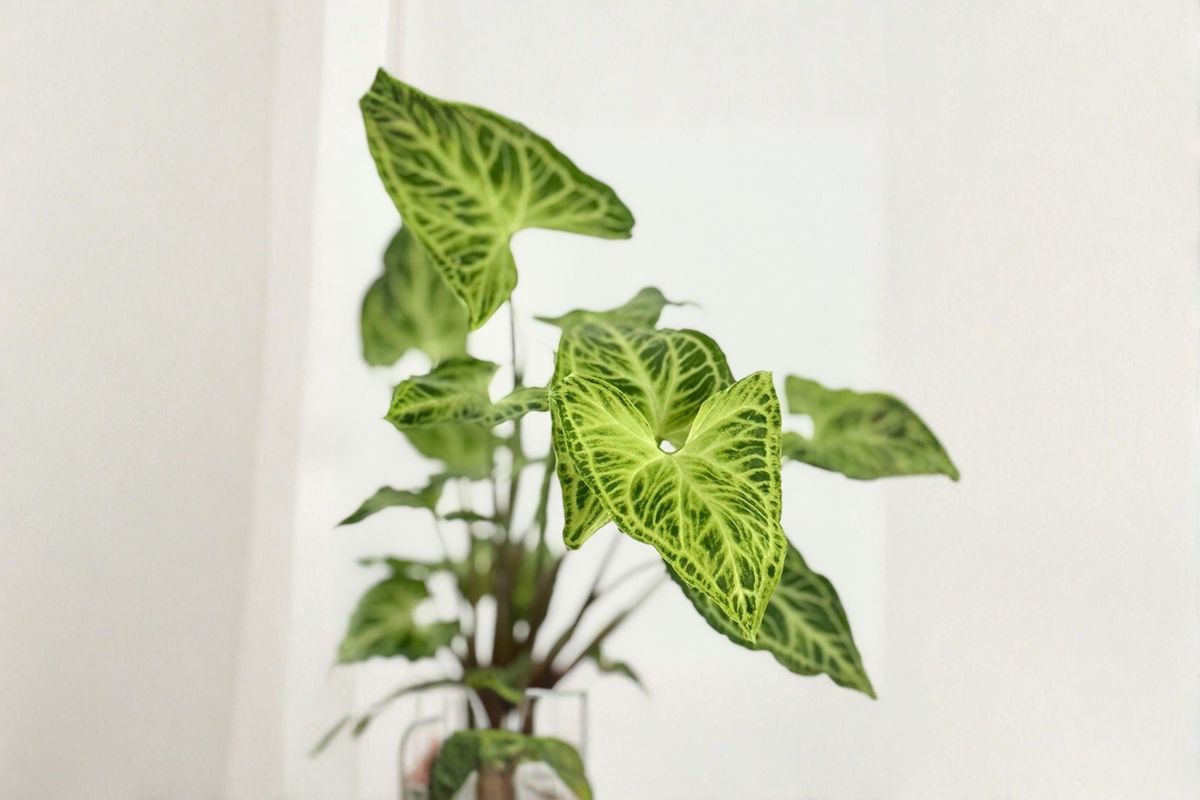 Syngonium Batik Live Plant, White Variegated Arrowhead Vine, Starter Tropical Houseplant, Syngonium podophyllum