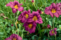 Little Grapette Daylily Bare Root Plants, Purple Flowers, Perennial, Hemerocallis, Easy Care Garden Border, Set of 3