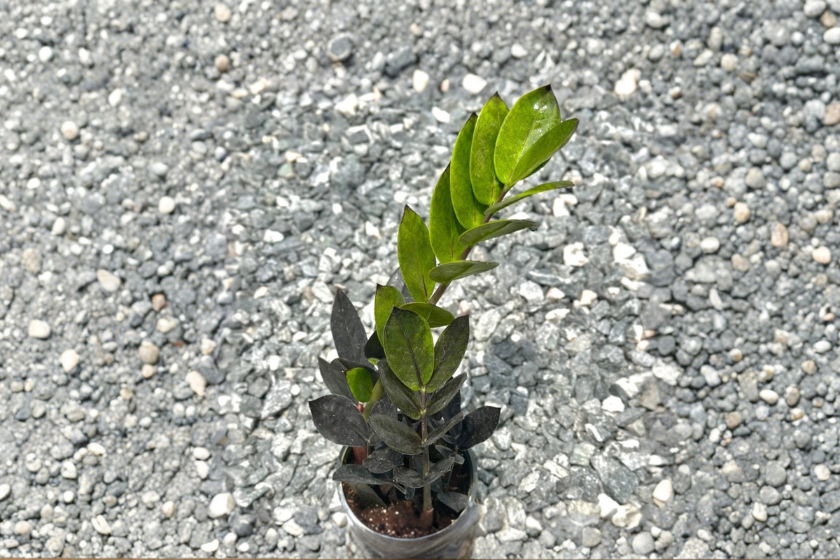 Black Queen ZZ Plant Live Indoor Plant 4-Inch Pot, Zamioculcas zamiifolia, Dark Foliage, Fully Rooted Tropical Houseplant