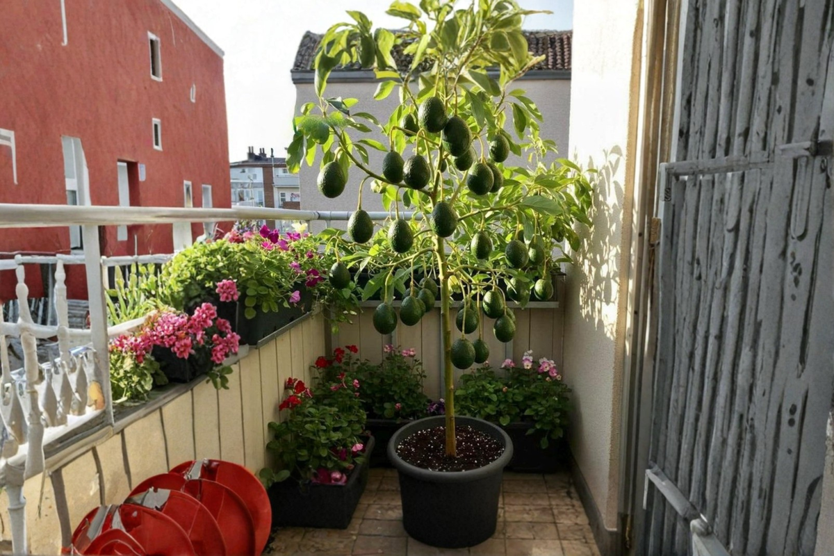Grafted Mexican Avocado Tree 3-4 Ft Tall Live Fruit Tree Evergreen Foliage Persea americana