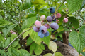 Pink Lemonade Blueberry Live Plants - 2 Rooted Starter Plants in 1 Qt Pots, Vaccinium 'Pink Lemonade' Fruit Bearing Shrubs