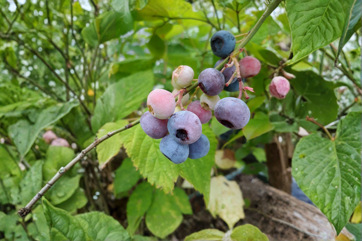 Pink Lemonade Blueberry Live Plants - 2 Rooted Starter Plants in 1 Qt Pots, Vaccinium 'Pink Lemonade' Fruit Bearing Shrubs