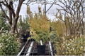 Snow Cypress Live Plant 4 Inch Pot – Dwarf Evergreen with White Tips – Chamaecyparis pisifera ‘Snow’ for Garden & Landscape
