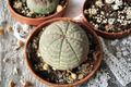 Euphorbia obesa Seed Grown Succulent Plant – Spherical Ribbed Geometric Shape, Live WYSIWYG Specimen