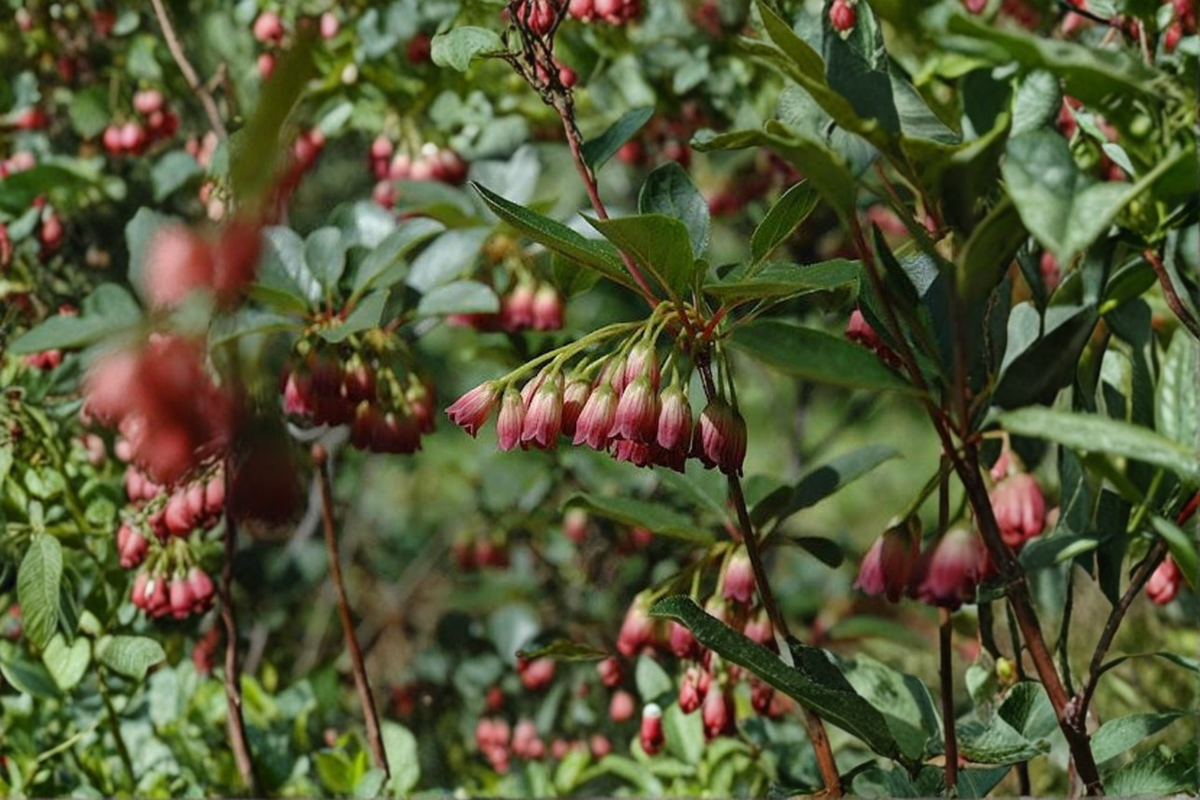 Red Velvet Enkianthus Live Plant 2 Gallon Pot – Enkianthus campanulatus Red Veined Flowers Deciduous Shrub for Fall Color