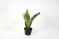 Sansevieria Laurentii Live Snake Plant - 4 Inch Pot, Indoor Houseplant, Mother in Law’s Tongue, Easy Care, Decorative Foliage