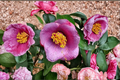 Japanese Camellia ‘Grape Soda’ Live Plant – 1 Gallon Evergreen Flowering Shrub, Deep Red to Purple Blooms, Camellia japonica