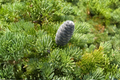 Subalpine Fir Live Plant 1 Gallon Pot - Abies lasiocarpa Evergreen Conifer Tree for Cold Climate Landscaping