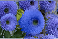 Blue Sunflower Seeds 10 Pack - Helianthus annuus Rare Ornamental Flower for Garden & Borders