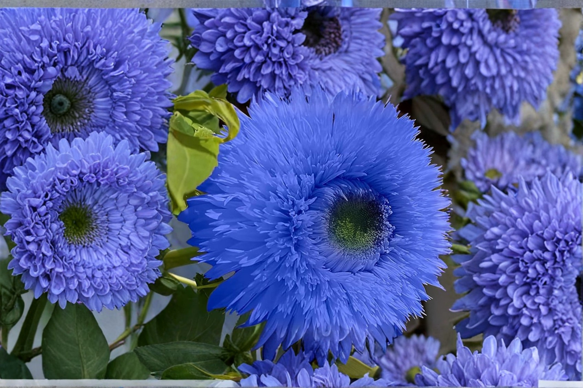 Blue Sunflower Seeds 10 Pack - Helianthus annuus Rare Ornamental Flower for Garden & Borders