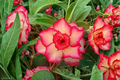 Desert Rose Seeds Adenium Obesum Mixed Color Flower Variety 10 Pack for Succulent & Ornamental Gardening