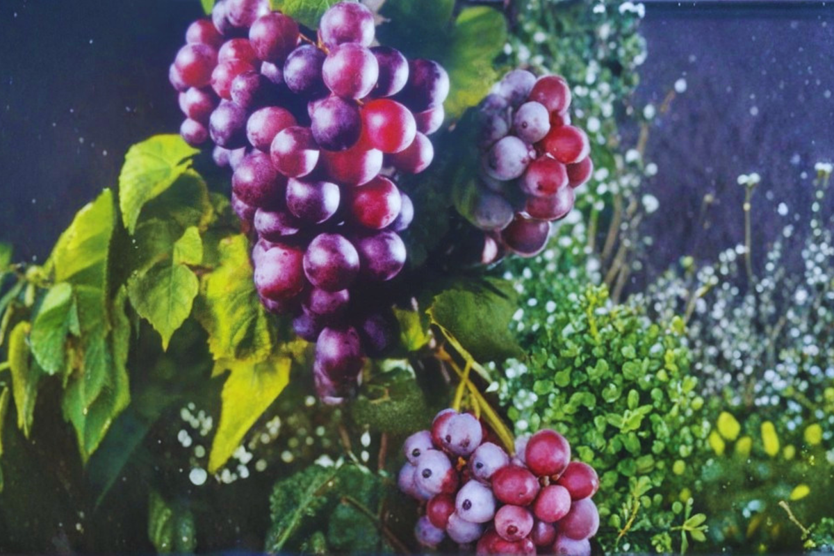 Black Muscadine Grape Vine 2 Gal Live Plant Climbing Fruit Vine for Garden and Vineyard Vitis rotundifolia
