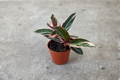 Stromanthe Triostar Live Houseplant – Tricolor Foliage, Tropical Indoor Plant, Pink White Green, 2-3 Feet Tall, Gift