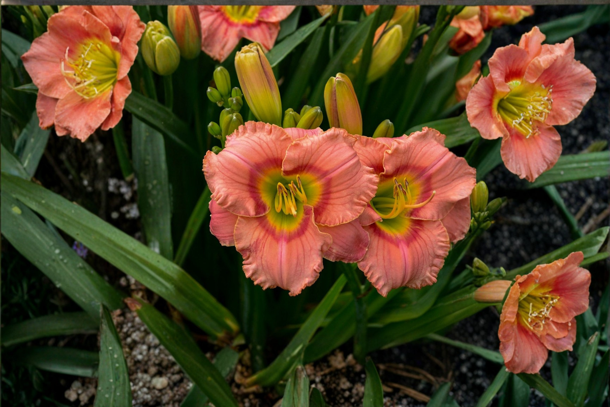 Elegant Candy Daylily Bare Root Plants – Pink Flower Perennial, Easy Care Garden Border, Hemerocallis