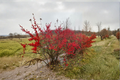 Female Winterberry ‘Maryland Beauty’ Live Plant – 12 Inch Ilex verticillata Red Berry Shrub in 1 Gallon Pot