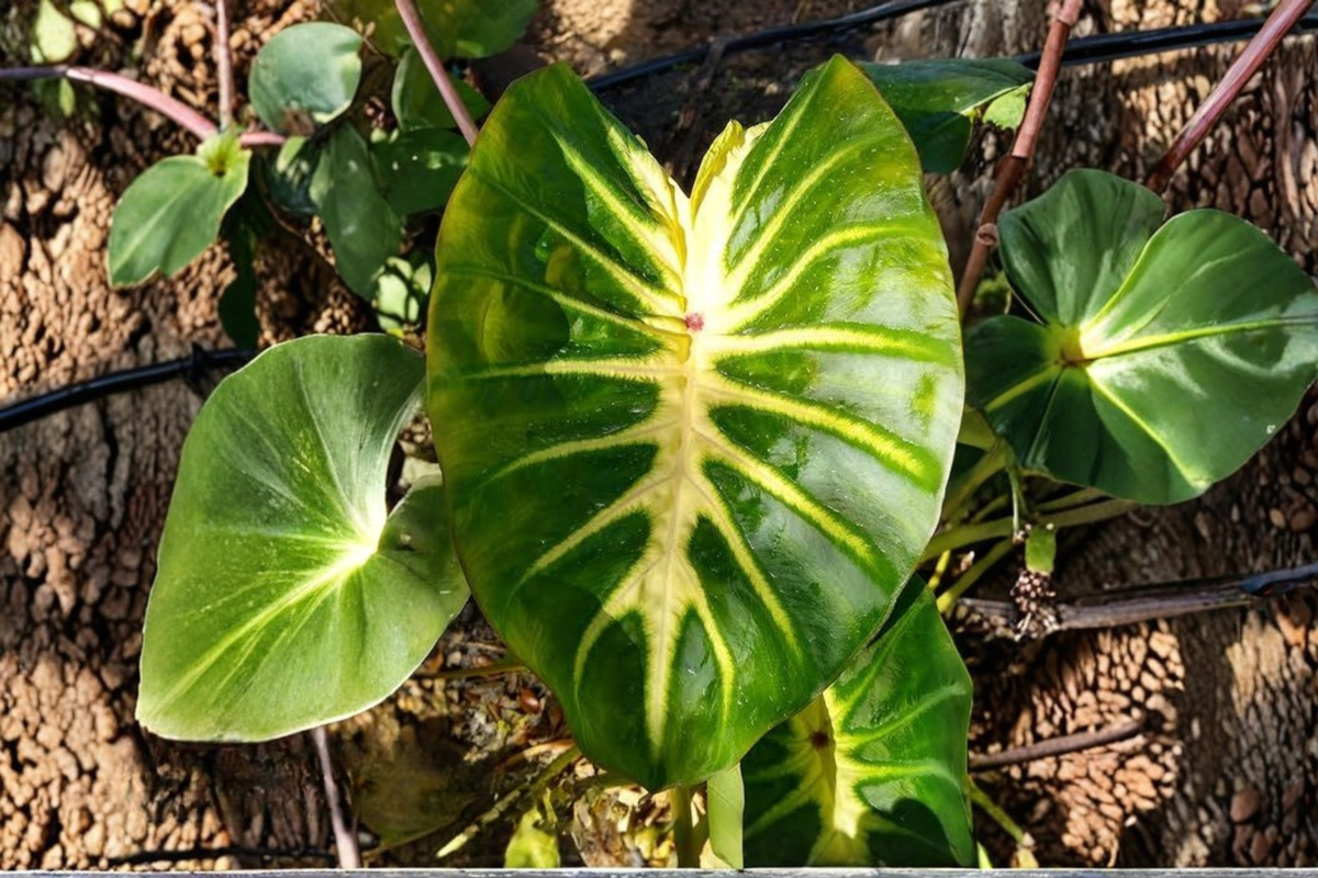 Waikiki Elephant Ear Live Starter Plant – Colocasia esculenta variegated tropical foliage for gardens and containers