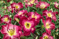 Blood Sweat And Tears Daylily Bare Root 3 Pack – Red Yellow Blooms Perennial Flower Hemerocallis Garden Plant