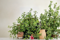 Gold Variegated Lemon Thyme Live Plant – Organic Perennial Herb, 5 Inch Rooted, Variegated Foliage, Herb Garden, Container Plant