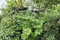 Dawn Redwood Bonsai Live Plant – 8 Inch Grafted Metasequoia glyptostroboides Compact Deciduous Tree