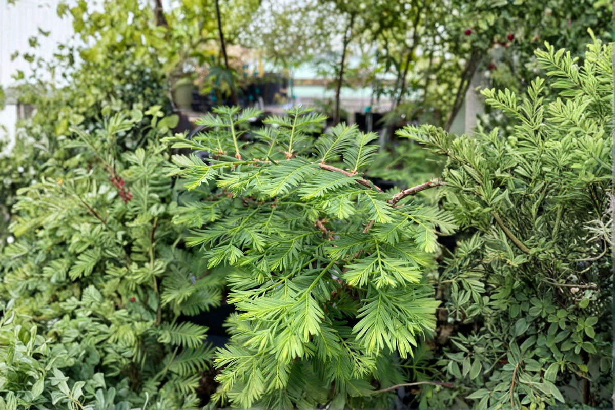 Dawn Redwood Bonsai Live Plant – 8 Inch Grafted Metasequoia glyptostroboides Compact Deciduous Tree