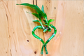 Lucky Bamboo Heart Plant - Live Dracaena sanderiana Indoor Hydroponic Houseplant, Easy Care, Decorative Gift